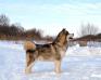CH J RUS/CH RUS/CH J BLR/CH BLR Arctic Village Make A Wish