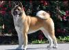 AKC/UKC CH Chenoa's BB Aiyanna Chianna