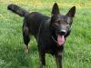  Maximus Shadow Vom Fuchs Busch
