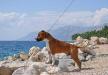 Royal Amstaff Kentucky`s Best