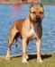 AKC ptd UKC GRCH ABKC CH Kayo's Drop A Gear and Disappear