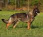 SG Ceoma vom Drumlin Wolf