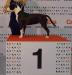BOJ,CAJC,res.CAC,CAC,res.CACIB JCH Dohnal's Dark Lady