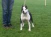CH. Sheba of Eagle Blend