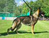 VG Gaiko Policia-Slovakia