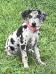 Dogwood Crest’s Baylee