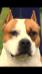 PRM, 7xCAC,R.CACIB,CH.SRB,CH.MAC Ultimate Ring Fighters Astor
