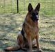 CH IC-CH Ruger Von Wolfhaus