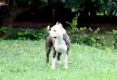 Fanny Amstaff Bantim