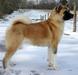 AK Akitas Brooke's Amai Copper