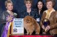 <span style="color: darkred">Am GCh, Can Ch, Kor Ch, Thai Ch</span> Moxiepom's Max Schmeling