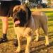 Orrey Crixus at Agiss (FLores)