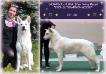 JASMINA-JUNA Star Way Royal *DZHEL'SOMINO/JESSE*