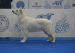 JCH.RUS, CH.RUS, GRAND CH.RUS, CH.RKF, CLUB CH. ANIRIKS SOGDIANA MECHTA VOINA ALFA