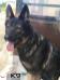 Karma of k-9 TOP TRAINING
