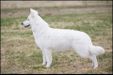 Hei-Kee av White Arctic Mist
