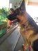 Thor III do Ribas Kattah