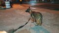 MANALO K9's BUKOL