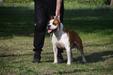 CH Serbia Our noble wilde chief  loco of NRF