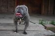  Immortal Bulldogs Blue Rhino