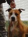 Amstaff Style Expertoclass Morning Star