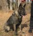 Reed’s k9 vom Hercules
