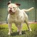 Kadafi of Griffin American Bulldogs