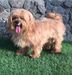  Gizmo of dotly kennel