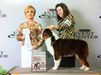 GCH CH Thornapple Sure Shot Cheyanne
