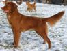 Canis Amicus Quina