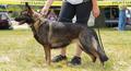 SG UKC Ruby GrCH, 2023 UKC Top Ten Best of Breed Sky Wachterin Von Weaver