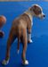 Kyara Far West Lake & Dumont Amstaff