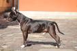 C.I.B., MULTI CH Gelentwagen Lemberg Dominant Dog