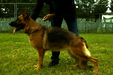 Birba dell'alto Pino