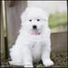 Indi-Bee av White Arctic Mist