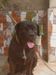 RICHY Kay kennel