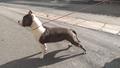 Hanna Dumont Amstaff