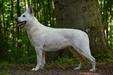 Astra Biale Wzgorza