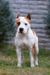CH.JCH.PuppyCH, BOJ,CAJC, CAC,BOS American Dream Legend of Carpathians