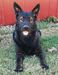 Thanos Vom Alabama Police K9