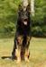 Fenris von der Bruderschaft