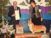 GCH CH Larklain Flash's Tophat and No Tail