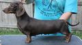 CH Criscross Soul Sister MS