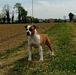Amstaff Style Sweet Armony
