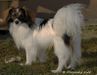 Canis Danics Konstantin-Boy (PH)