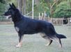 Dora Pax do German Dog´s