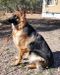 CGC TC AZSunshine's Desert Duchess Abigail