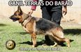 Winnie do Terras do Barão