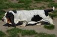 NewDown Bassets Emma-Lee