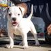 Manstoppers Elia of Best Buds American Bulldogs
